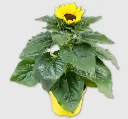PENNY Sonnenblumen Angebot