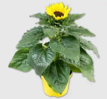 PENNY Sonnenblumen Angebot