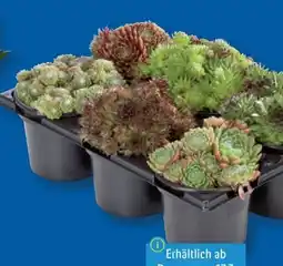 Lidl Sempervivum Angebot