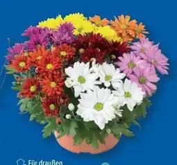 Lidl Chrysanthemen Angebot