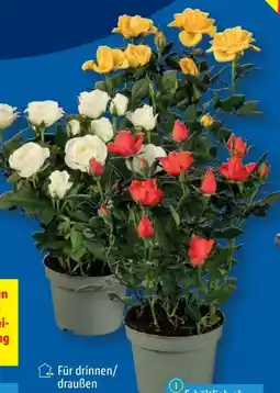 Lidl Topfrosen Angebot