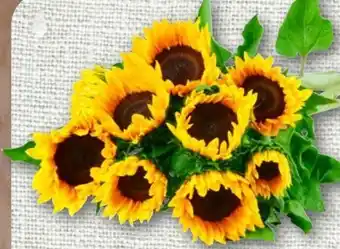 nahkauf Sonnenblume Angebot