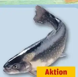 REWE Center Saiblinge Angebot