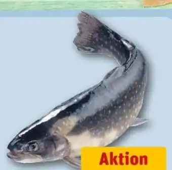 REWE Center Saiblinge Angebot