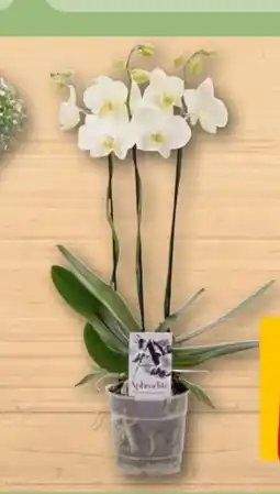 REWE Center Schmetterlingsorchideen Angebot
