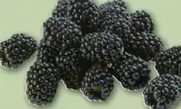REWE Center Rewe Regional Brombeeren Angebot