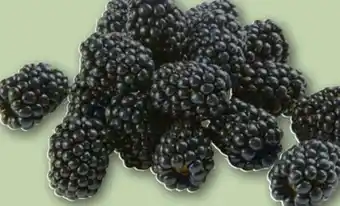 REWE Center Rewe Regional Brombeeren Angebot