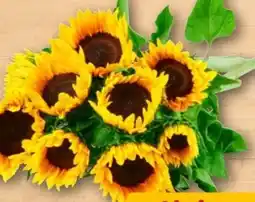 REWE Center Sonnenblume Angebot