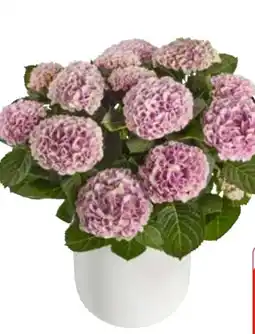 Edeka Gartenhortensie Magical Angebot