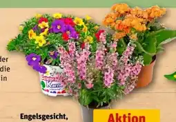 REWE Center Engelsgesicht Angebot