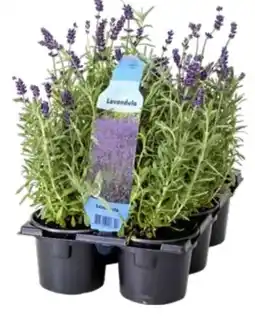 Edeka Lavendel Angustifolia Angebot