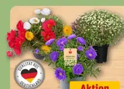 REWE Center Portulakröschen Angebot