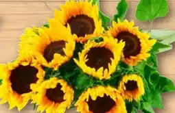 REWE Sonnenblume Angebot