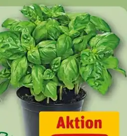REWE Rewe Bio Basilikum im Topf Angebot