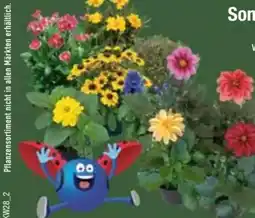 E-Center Sommerstauden Angebot