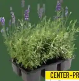 E-Center Lavendel Angebot