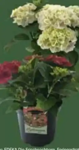 E-Center Hortensien Hydrangea Macrophylla Angebot