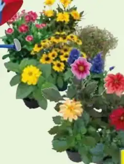 Edeka Sommerstauden Angebot