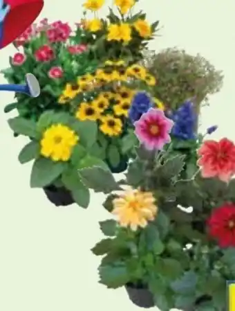 Edeka Sommerstauden Angebot