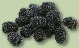 REWE Center Brombeeren Angebot