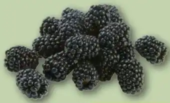 REWE Center Brombeeren Angebot