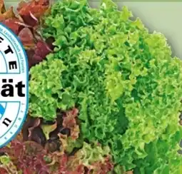 REWE Center Rewe Regional Wurzelsalate Salattrio Angebot