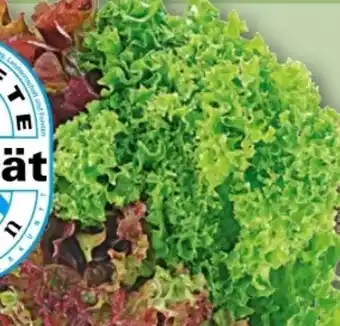 REWE Center Rewe Regional Wurzelsalate Salattrio Angebot