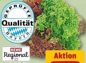 REWE Rewe Regional Wurzelsalate Salattrio Angebot
