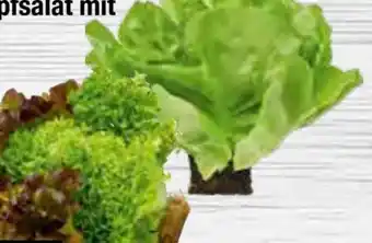 Edeka Edeka Herzstücke Ballensalat Mix Angebot