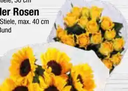 Edeka Sonnenblume Angebot