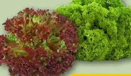 REWE Salat Lollo Bionda Angebot