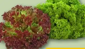 REWE Salat Lollo Bionda Angebot