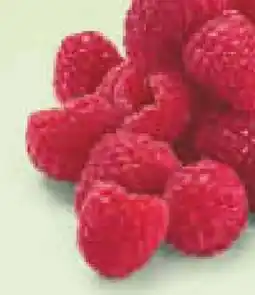 Netto Marken-Discount Himbeeren Angebot