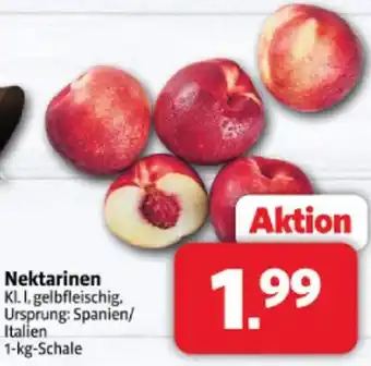 Markant Nektarinen Angebot