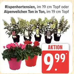 Marktkauf Rispenhortensien Angebot