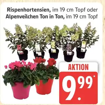 Marktkauf Rispenhortensien Angebot