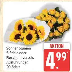 Marktkauf Sonnenblumen Angebot