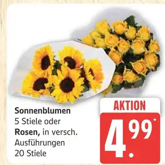 Marktkauf Sonnenblumen Angebot