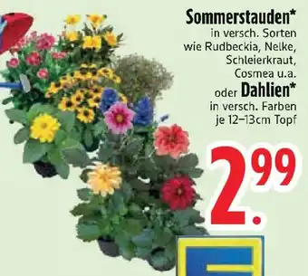 Edeka Sommerstauden oder Dahlien Angebot