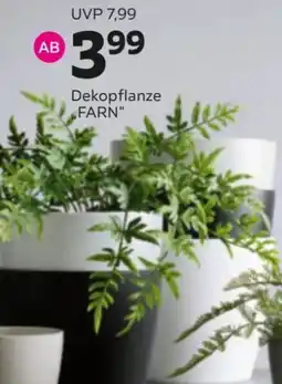 Mömax Dekopflanze FARN Angebot