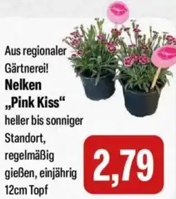 Feneberg Nelken ,,Pink Kiss" Angebot