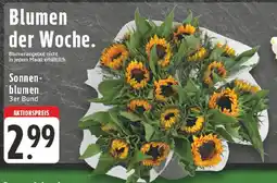 Edeka Sonnenblumen 3er Bund Angebot
