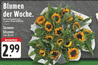 Edeka Sonnenblumen 3er Bund Angebot