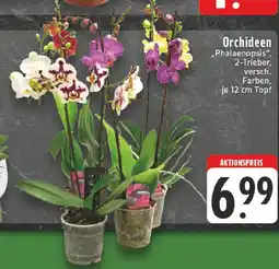 Edeka Orchideen ,,Phalaenopsis" Angebot