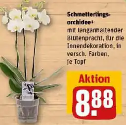 REWE Schmetterlingsorchidee Angebot