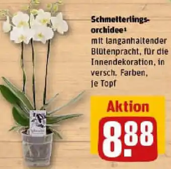 REWE Schmetterlingsorchidee Angebot