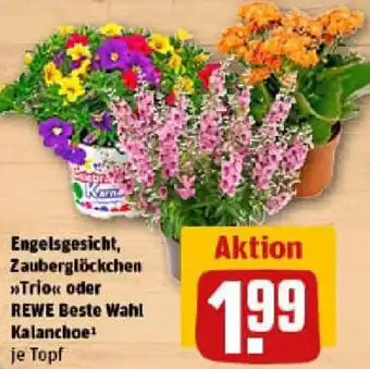 REWE Engelsgesicht, Zauberglöckchen Trio oder REWE Beste Wahl Kalanchoe Angebot