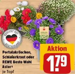 REWE Portulakröschen, Schleierkraut oder REWE Beste Wahl Aster Angebot