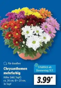 Lidl Chrysanthemen mehrfarbig Angebot