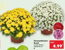 Kaufland Chrysanthemen-Busch Angebot